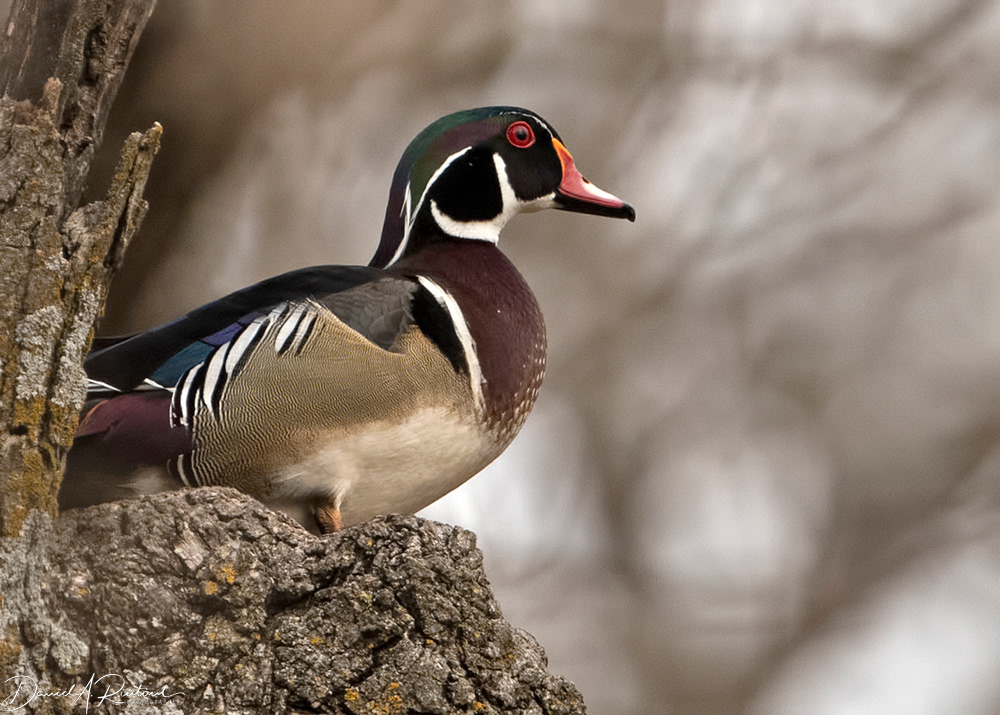 Wood Duck