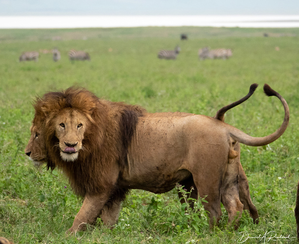 Lion brothers