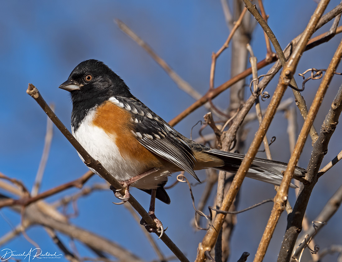 Spotted Towhee 1