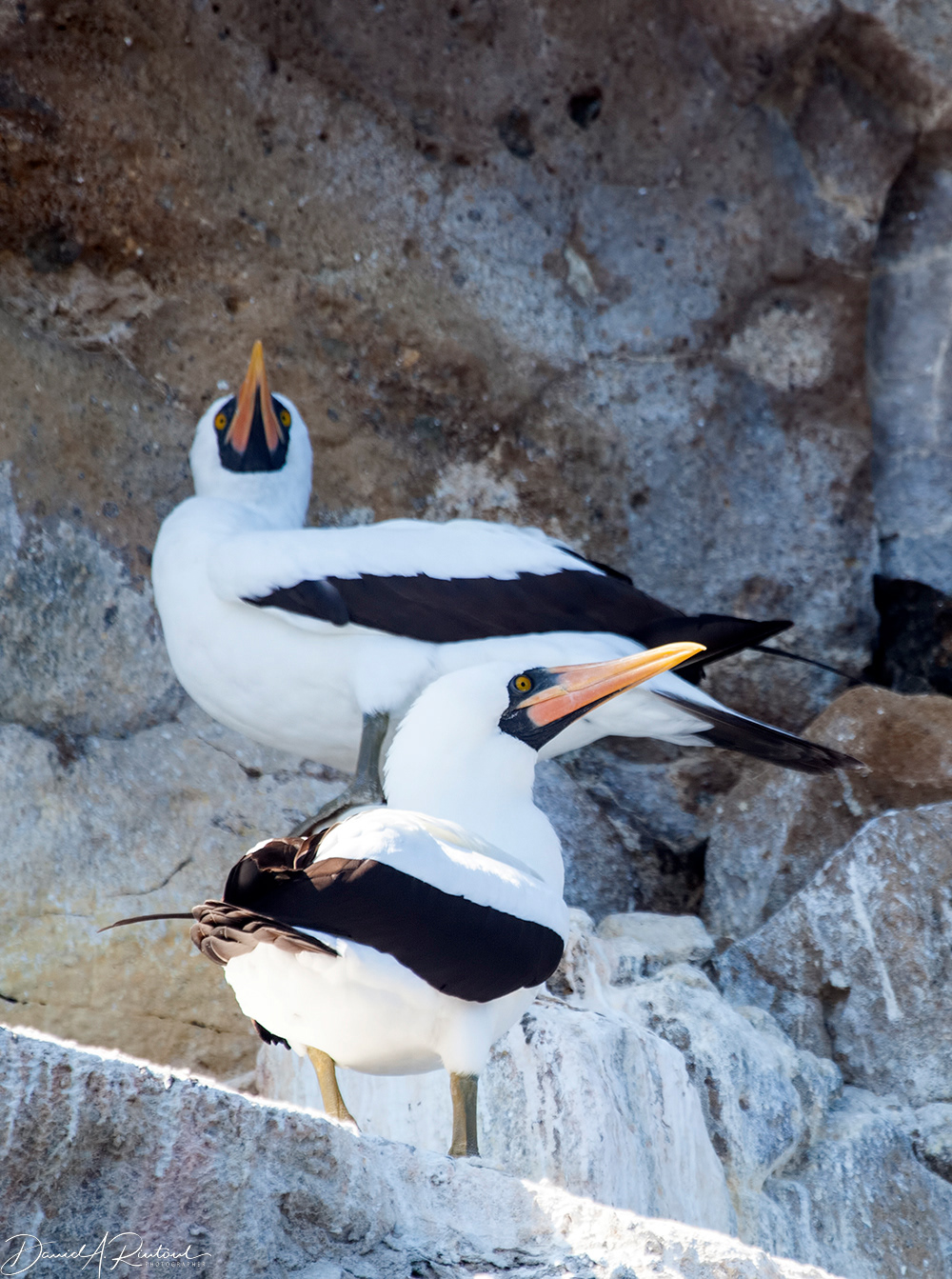 Nazca Boobies