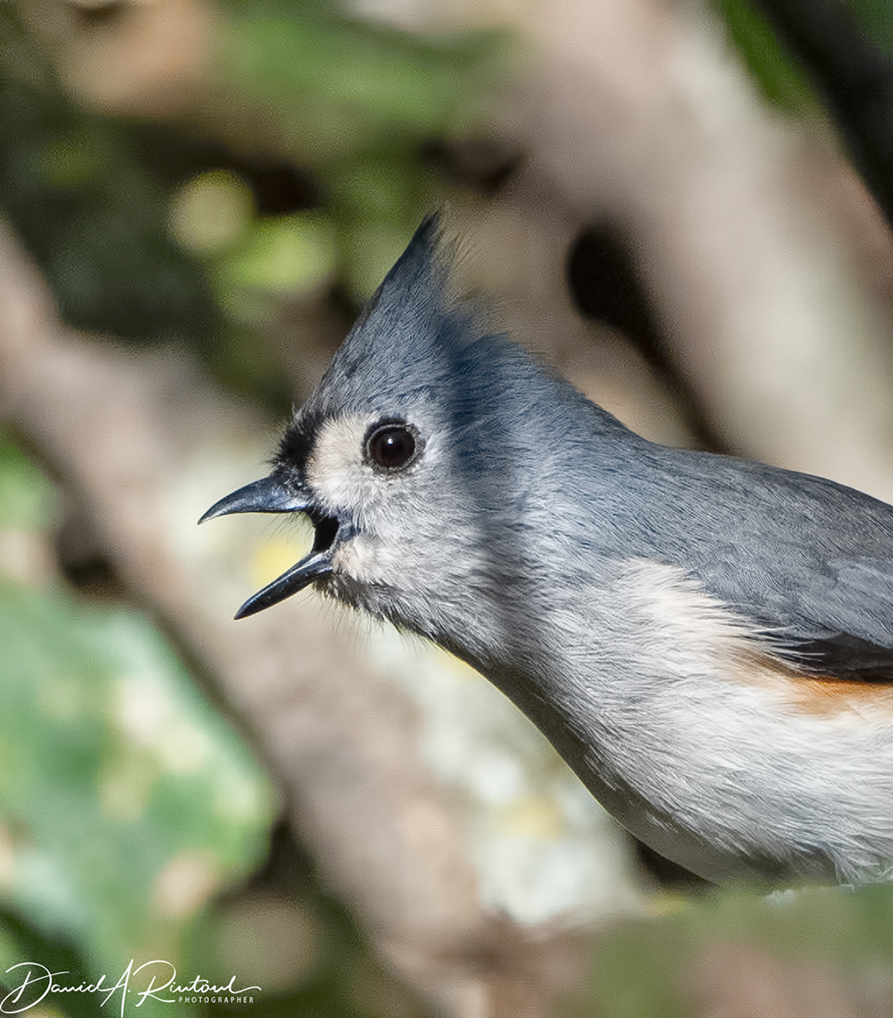 Tufted Titmouse 2