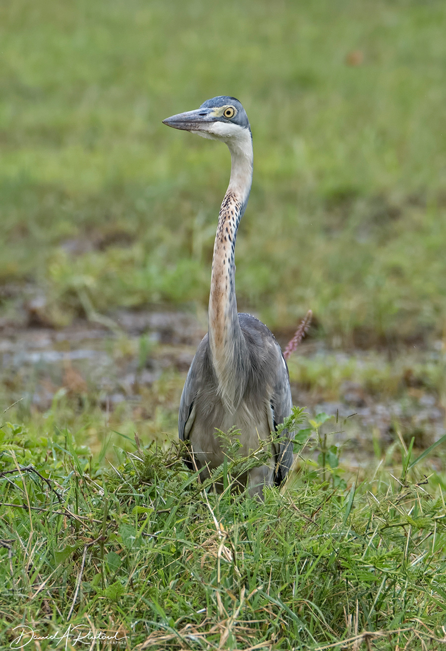 Grey Heron