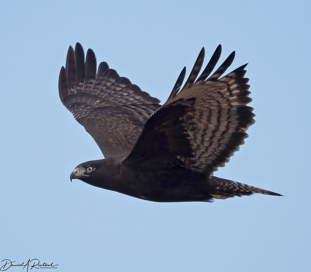 Red-tailed Hawk - Harlan's subspecies