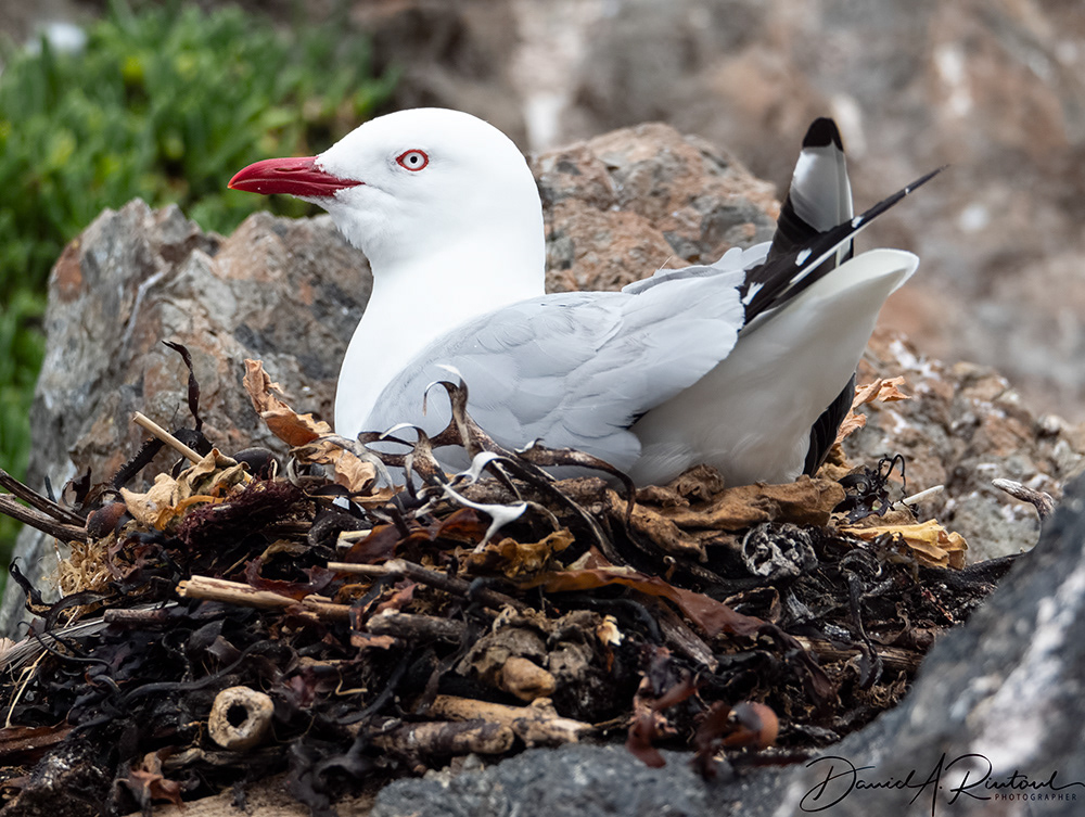 Red-billed Gull incubating