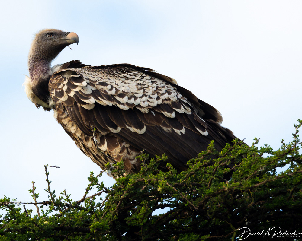 Ruppels's Griffon