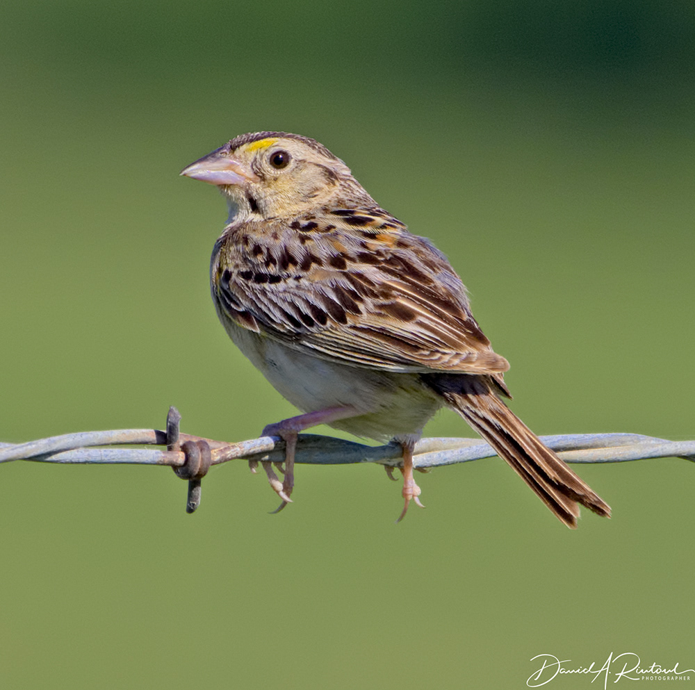 Grasshopper Sparrow 3