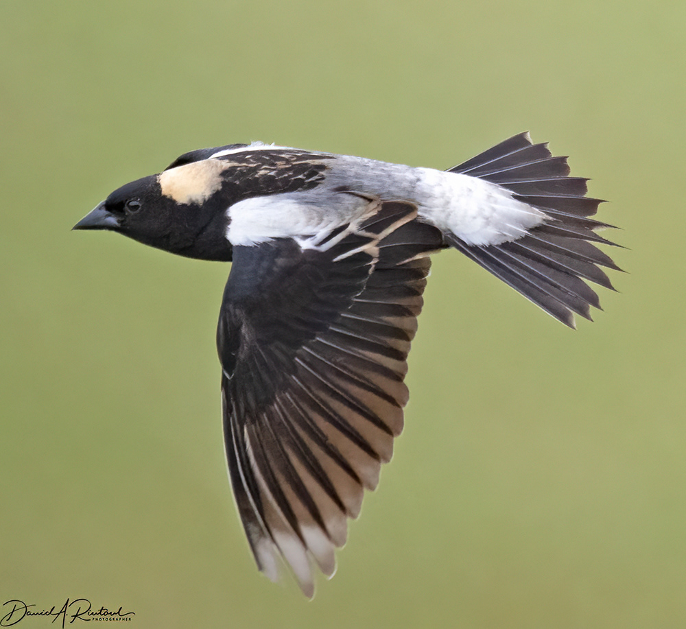Bobolink, in Flight