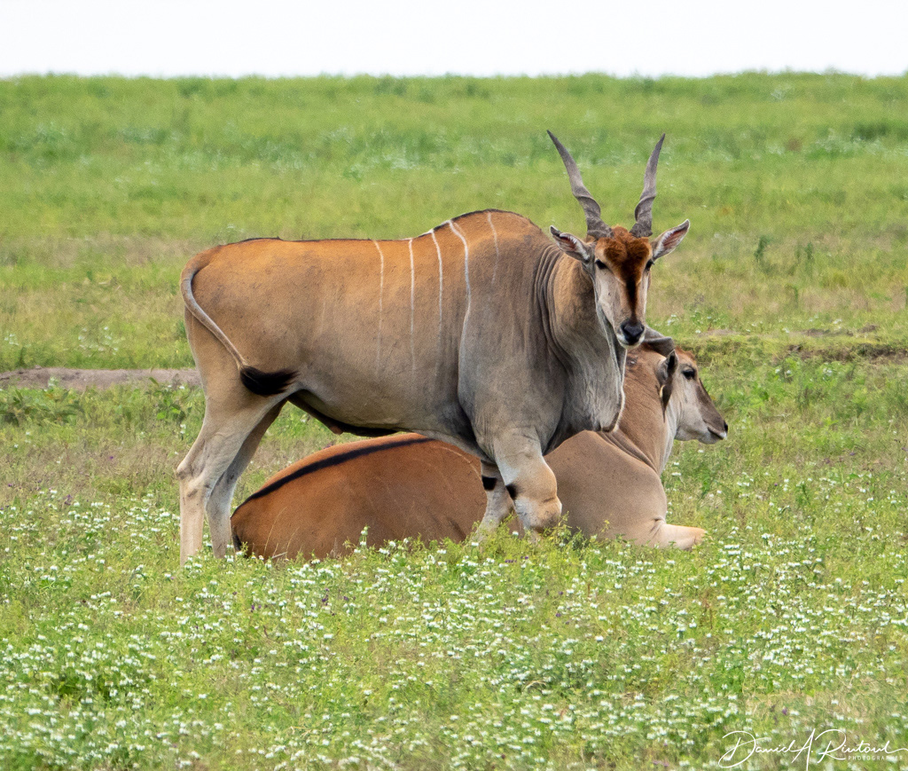 Eland