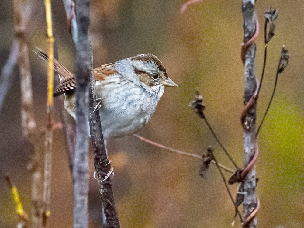 Swamp Sparrow 1