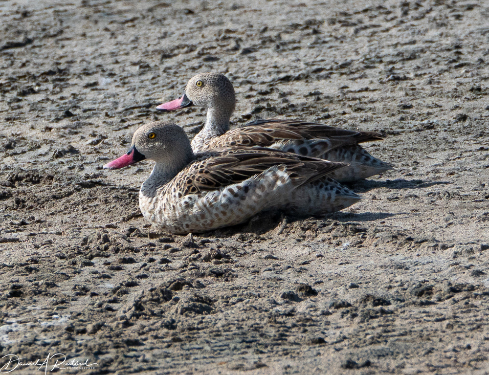 Red-billed Teal