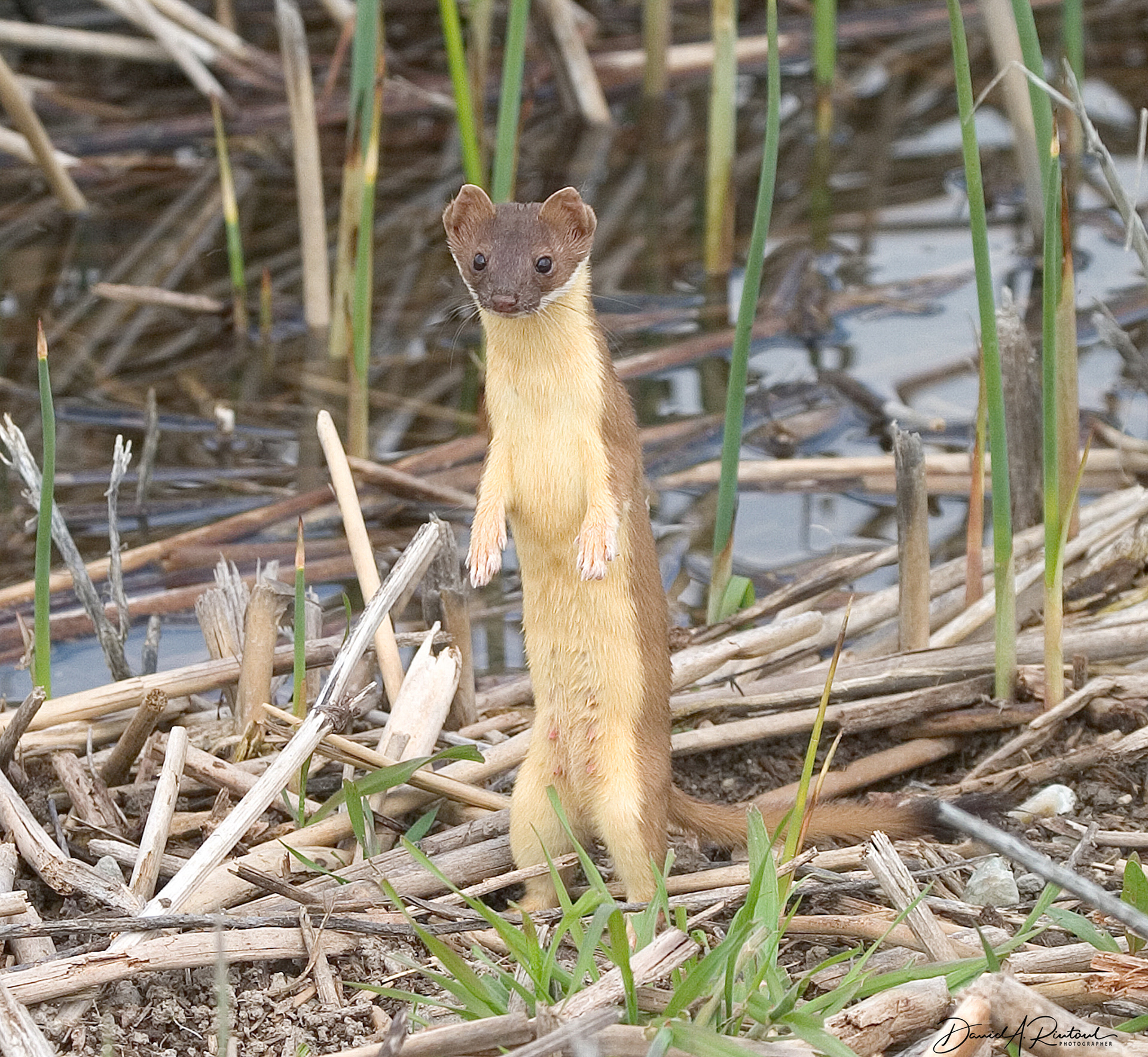 Weasel at Bear River Refuge, UT