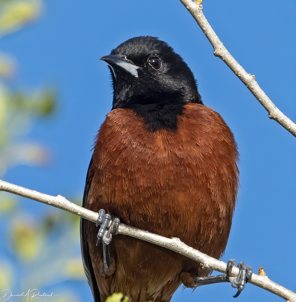 Orchard Oriole 1