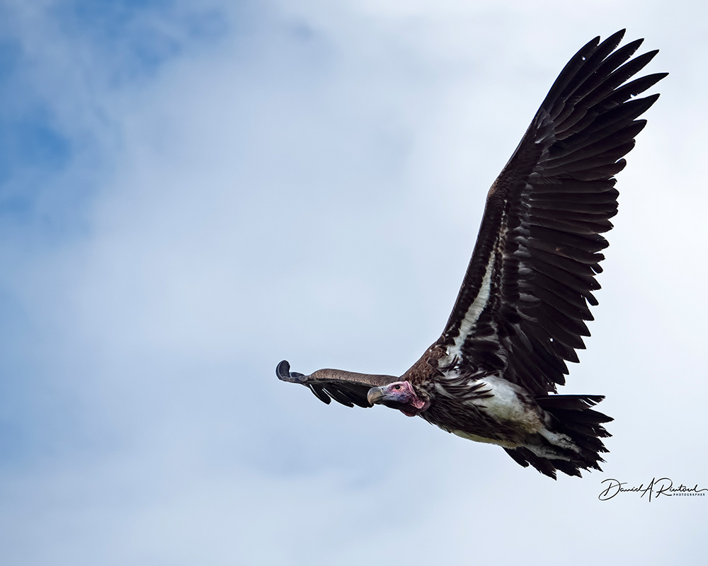 Lappet-faced (Nubian) Vulture
