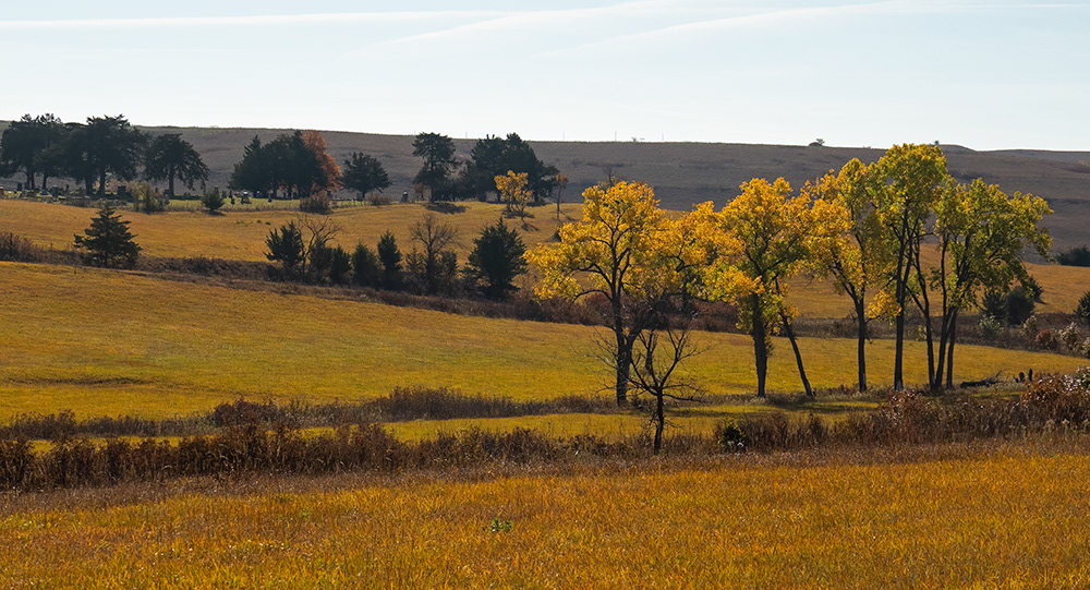 Kansas - Fall cottonwoods 1