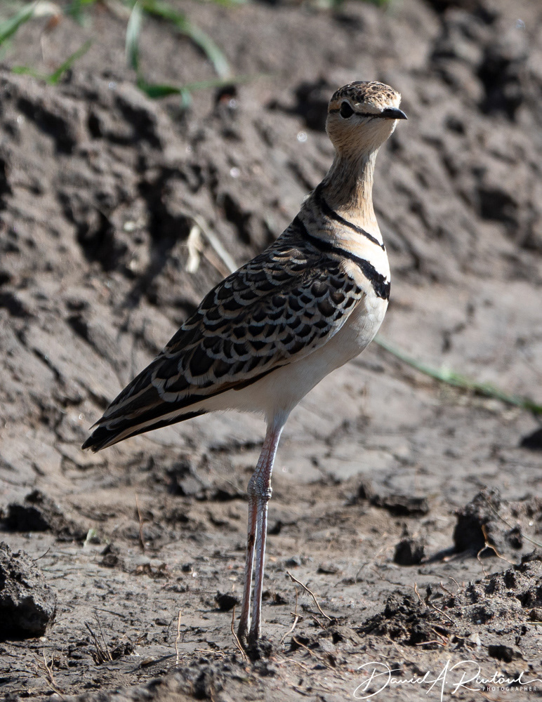 Two-banded Courser