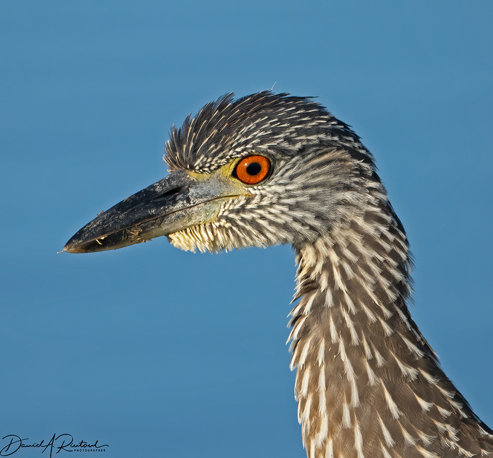 Black-crowned Night-heron (juvenile)