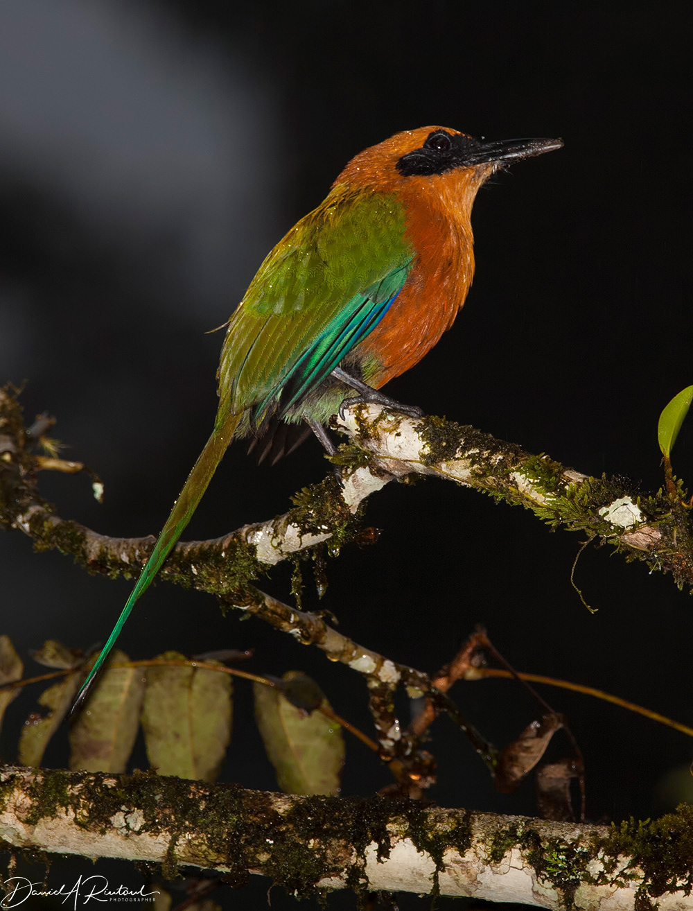 Rufous Motmot