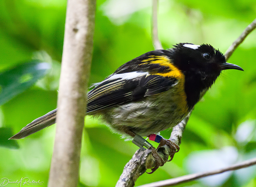 Stitchbird/Hihi