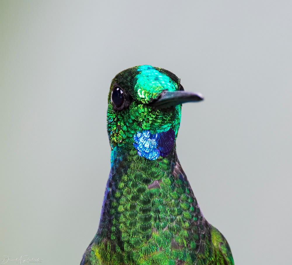 Green-crowned Brilliant