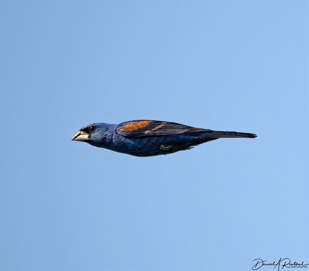 Blue Grosbeak - Incoming