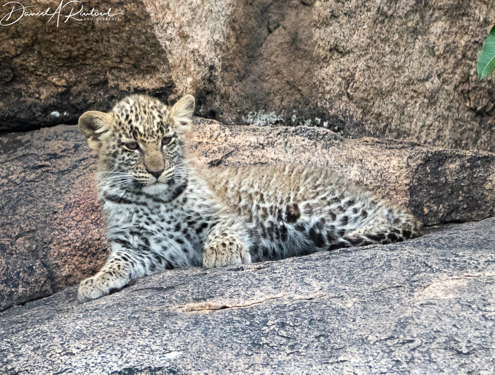 Leopard cub