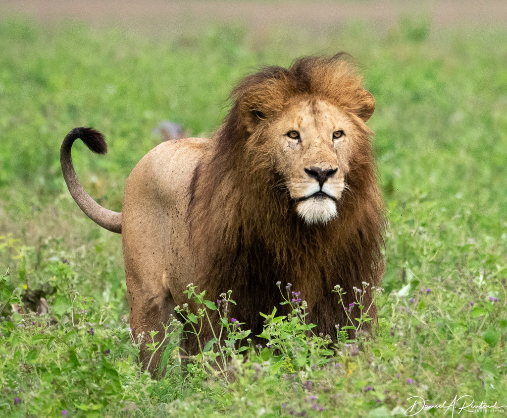 Male lion alert