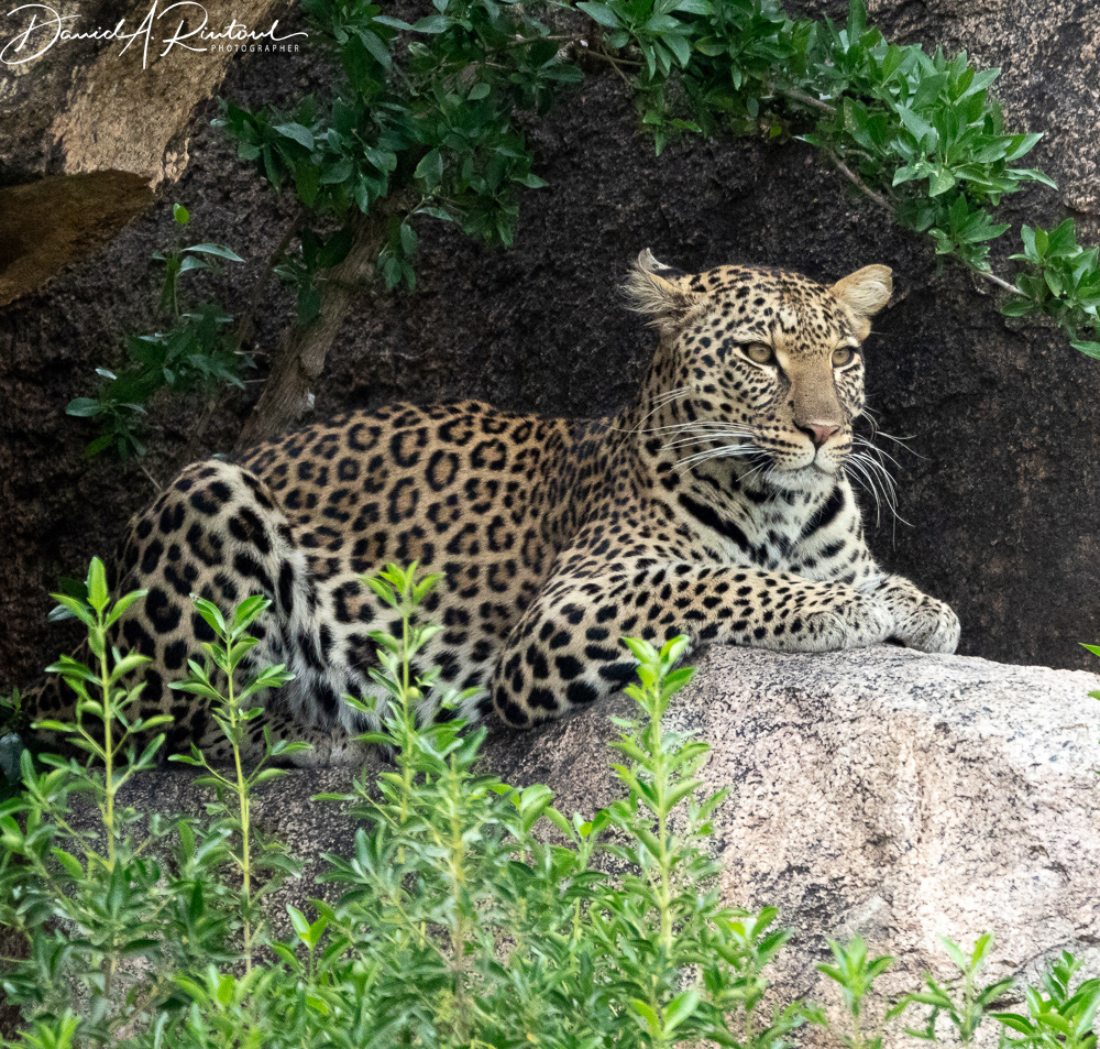 Alert mama leopard