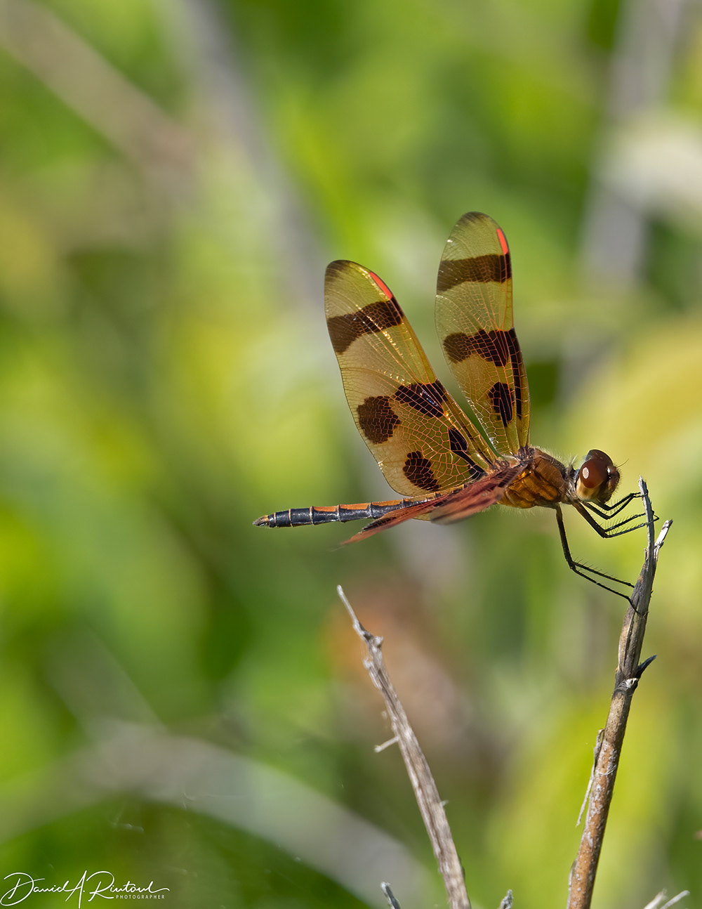Halloween Pennant
