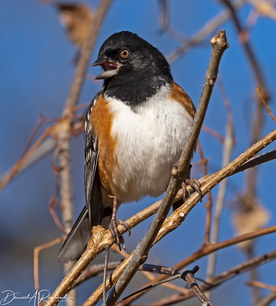 Spotted Towhee 2