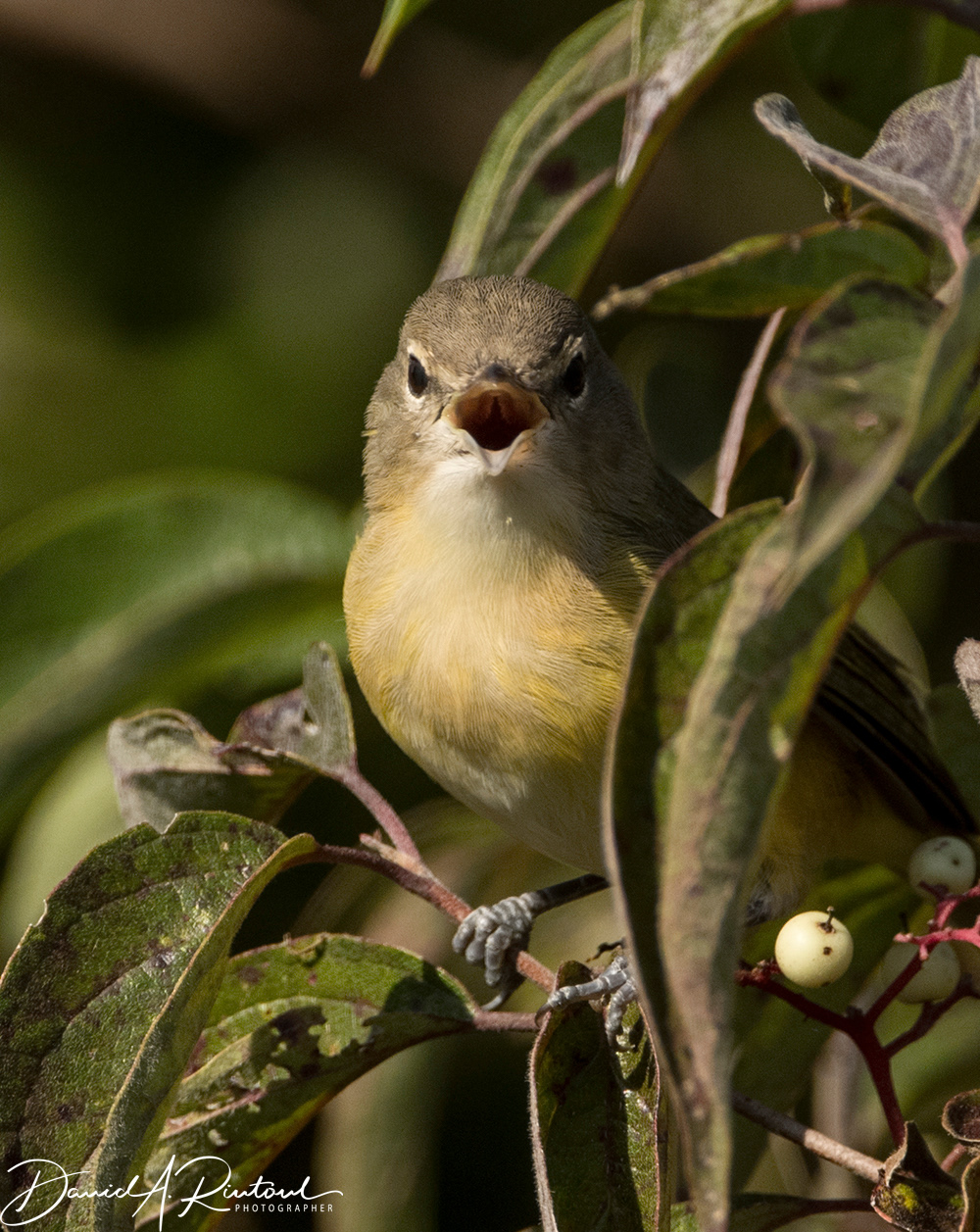 Bell's Vireo 2