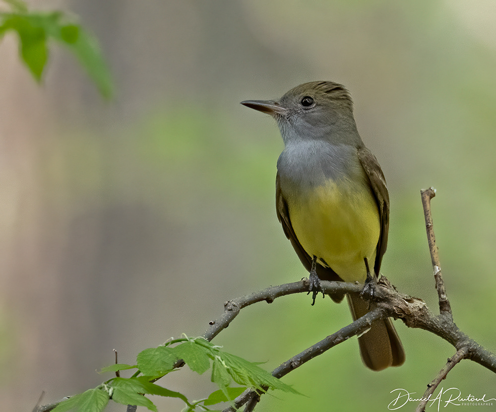 Great Crested Flycatcher 2