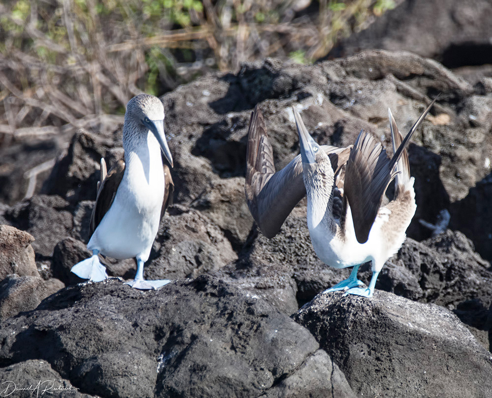 Blue-footed Booby dance steps 2