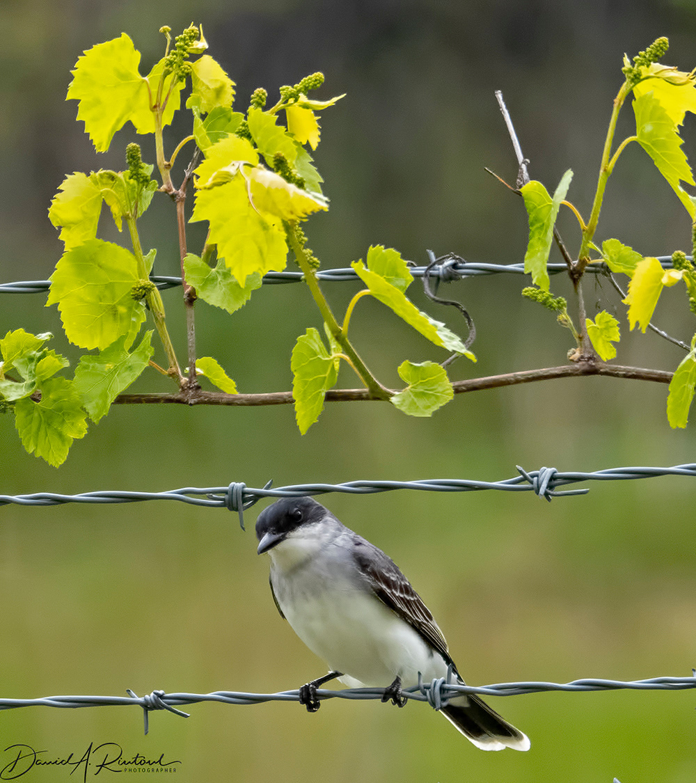 Eastern Kingbird 1
