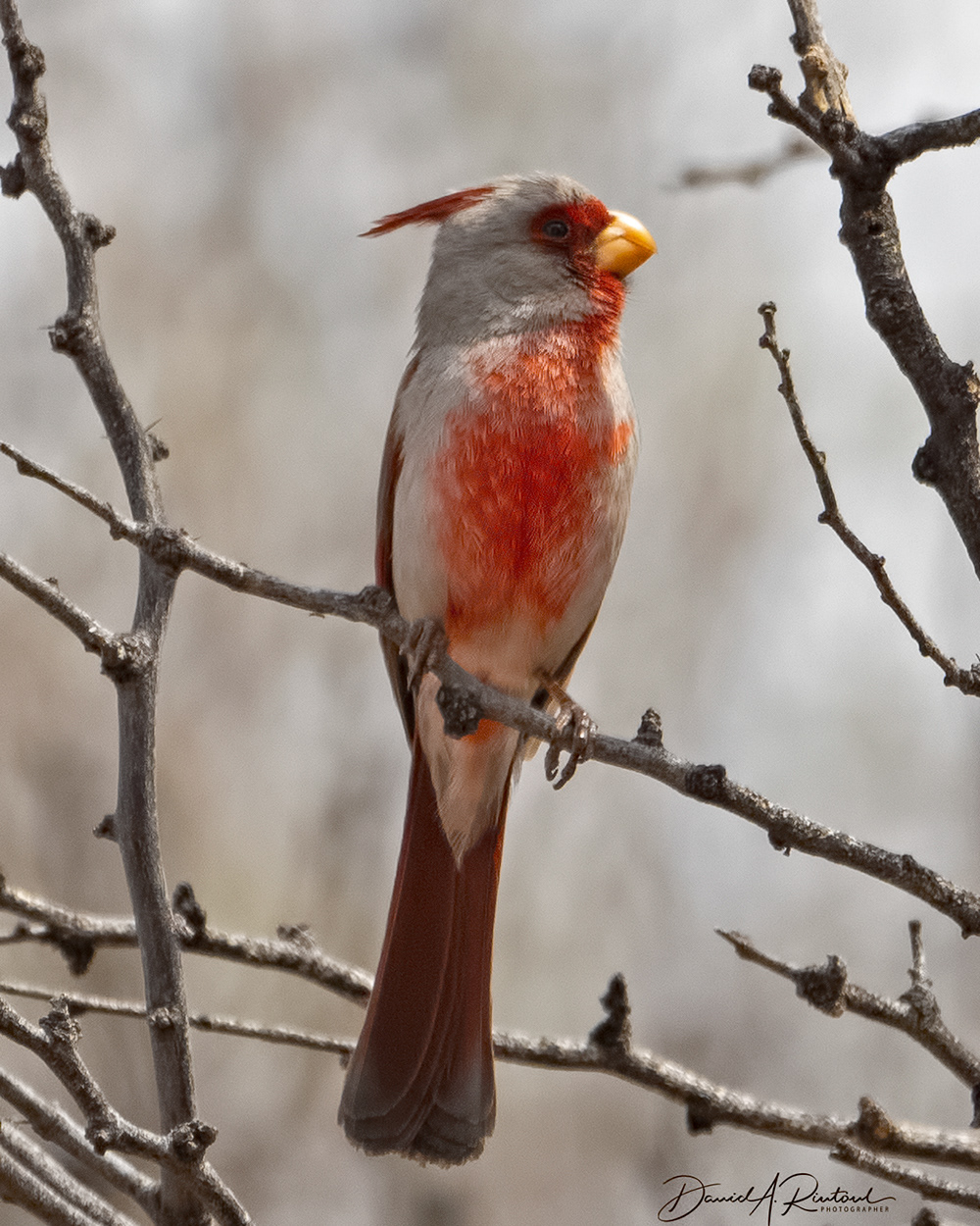 Pyrrhuloxia
