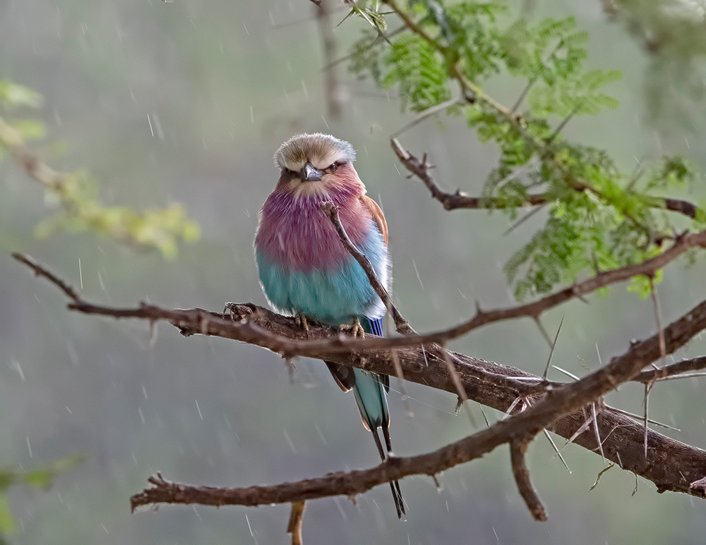 Lilac-breasted Roller
