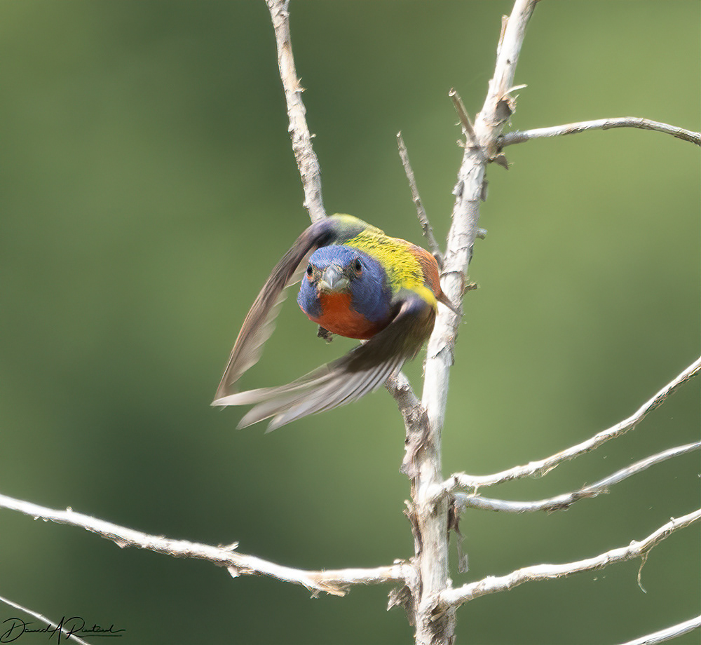 Painted Bunting - Incoming