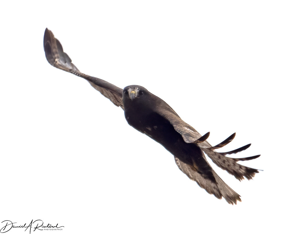 Red-tailed Hawk 5