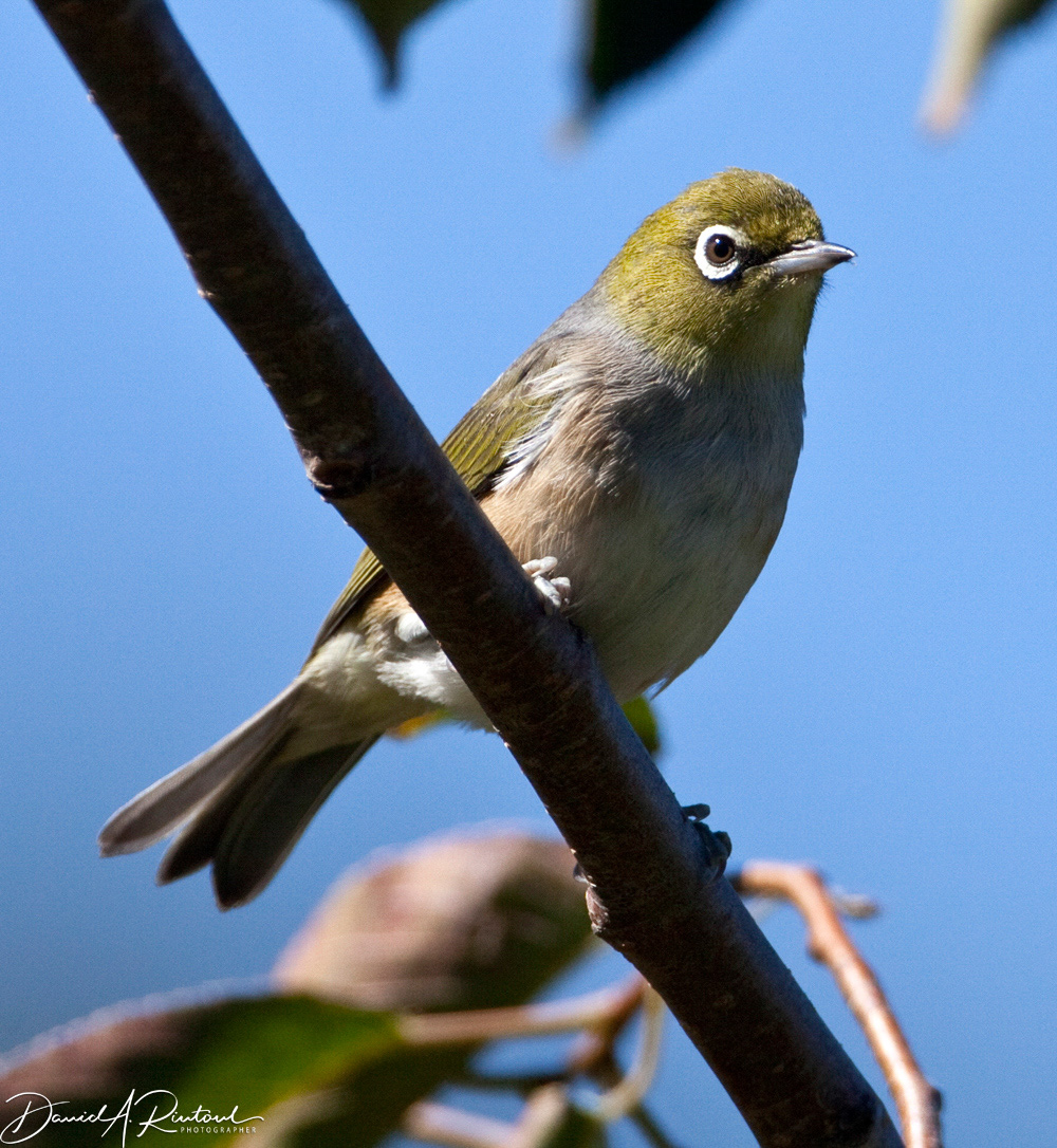 Silvereye