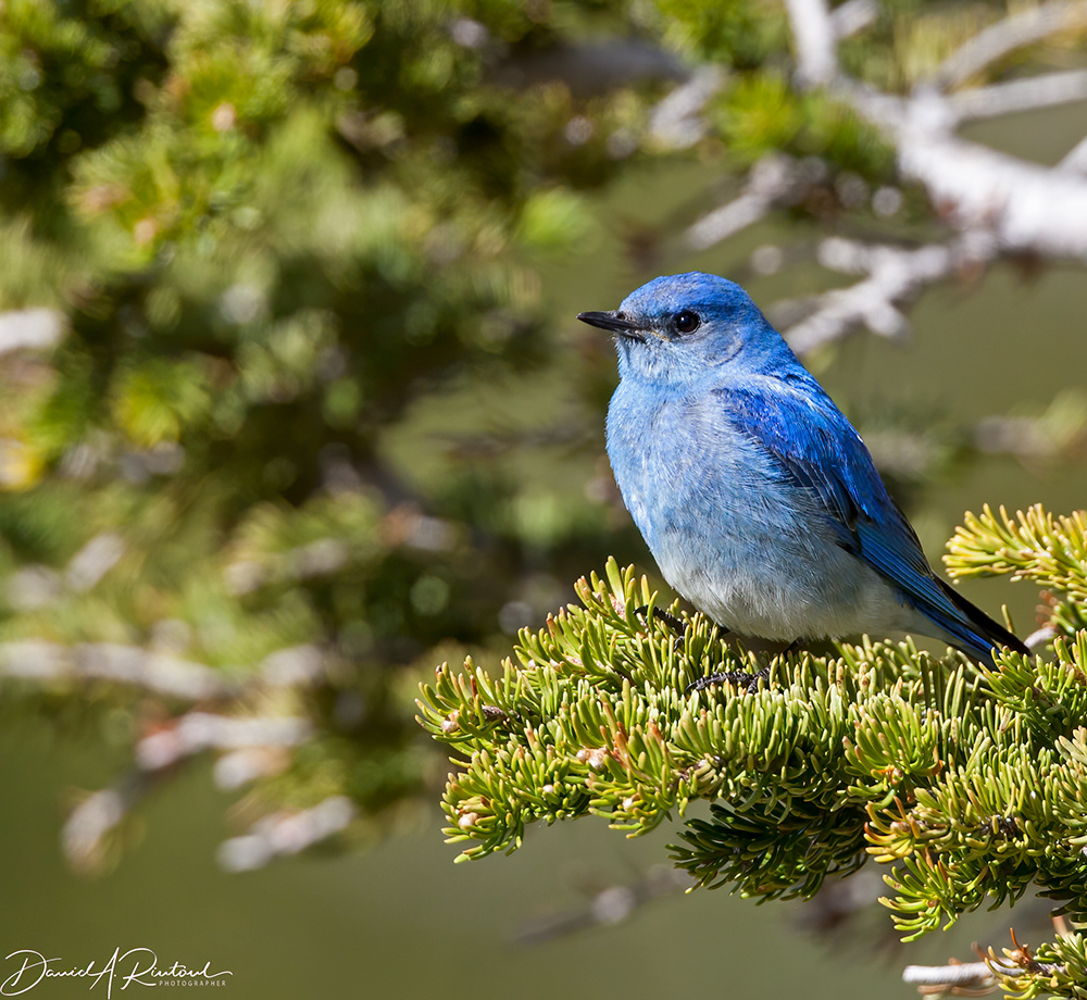Mountain Bluebird