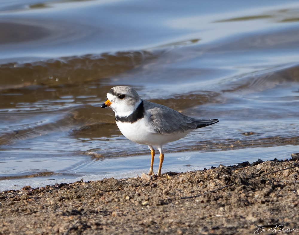 Piping Plover
