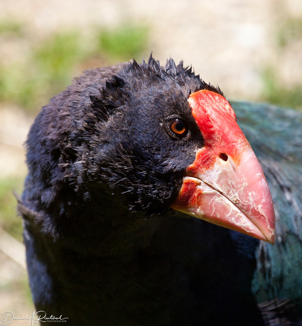 Takahe