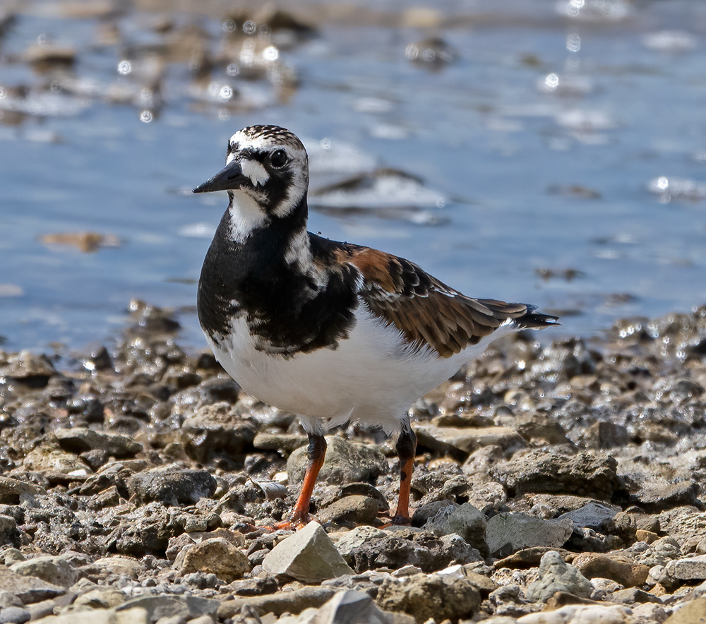 Ruddy Turnstone