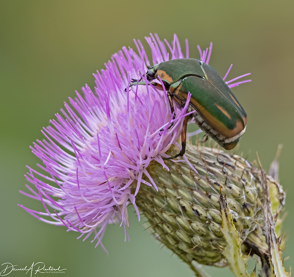 Green June Beelte