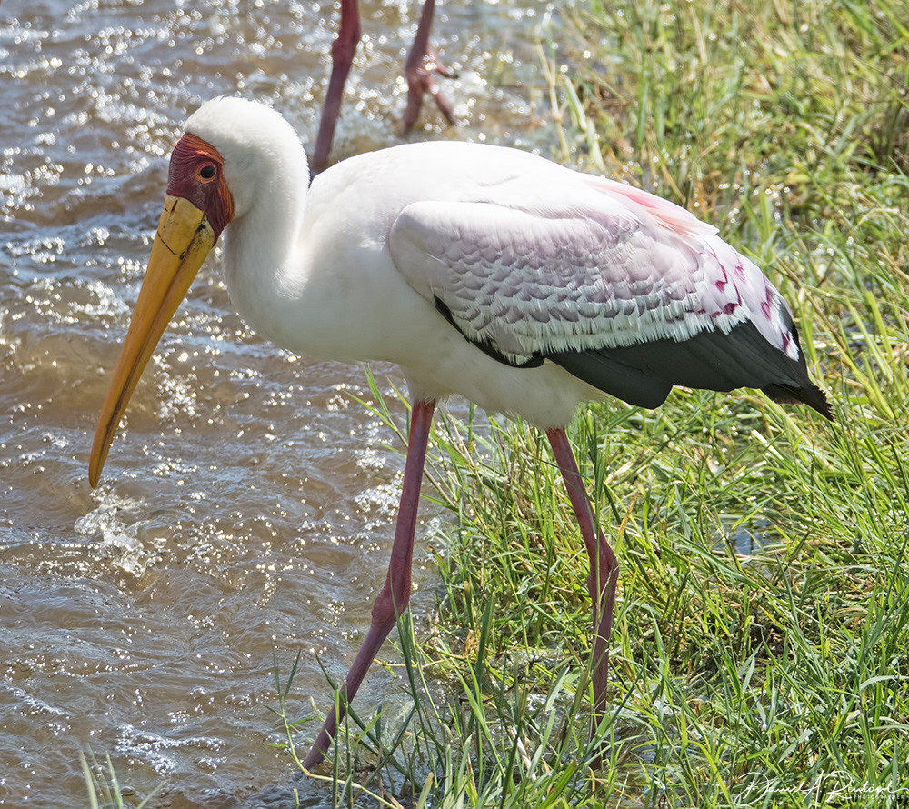 Yellow-billed Stork