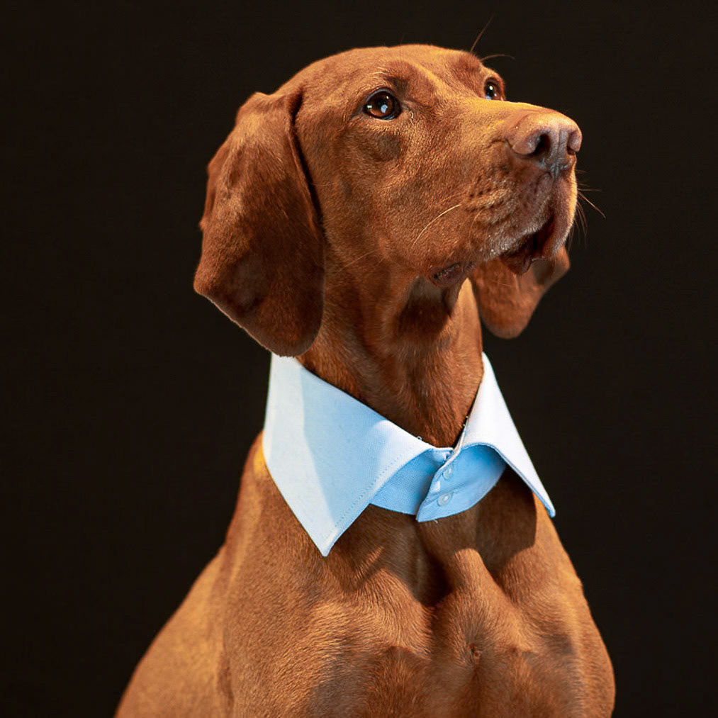 Maskottchen einer Maßhemdenmanufaktur
