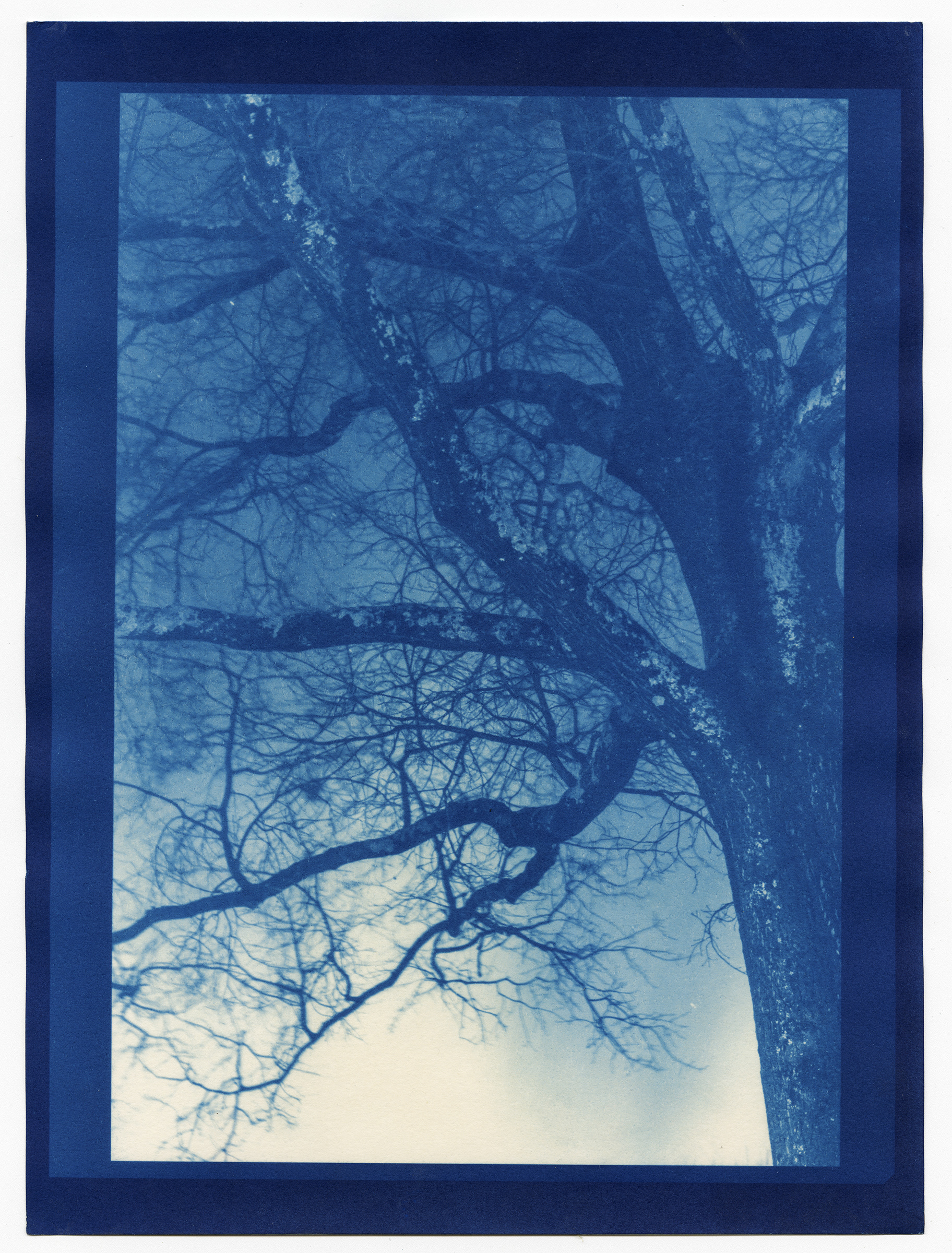 Tree 1 Cyanotype Print Sarah Price