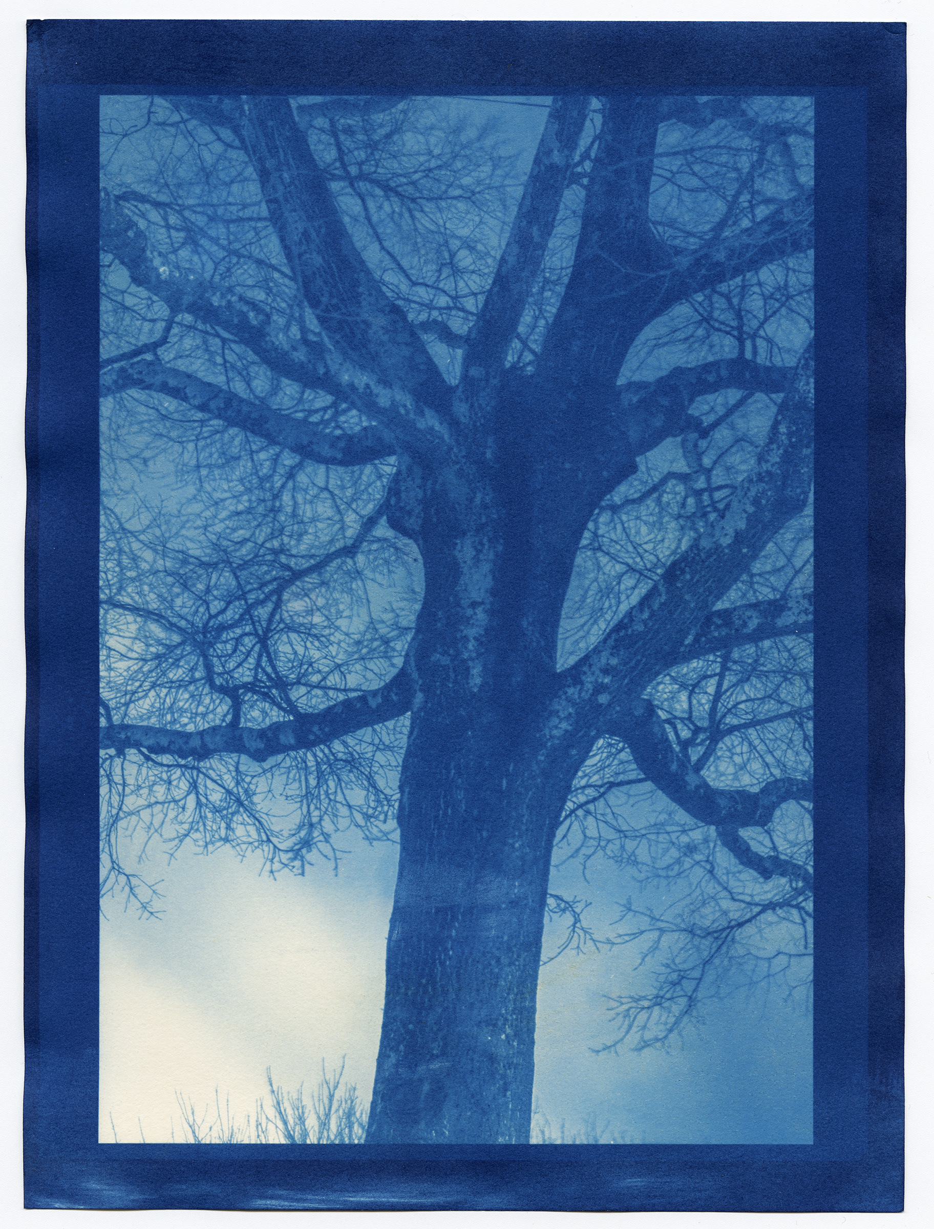 Tree 2 Cyanotype Print Sarah Price