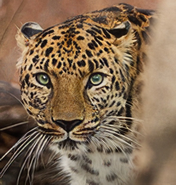 Leopard, Brookfield Zoo, Chicago
