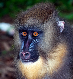 Mandrill, Gabon