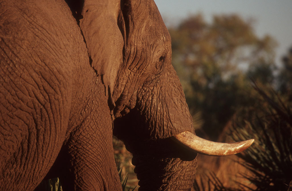 Desert Elephant, Namibia